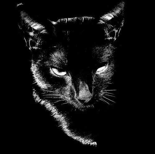 Gato negro con ojos brillantes en un fondo negro.