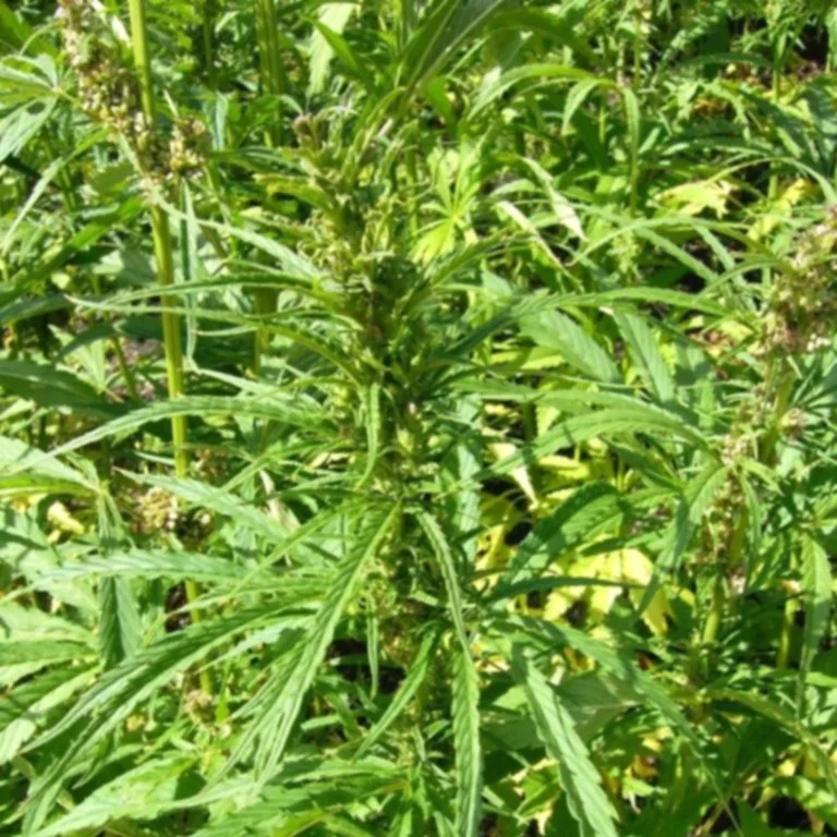 hemp_plants_cannabis_sativa_0.jpg