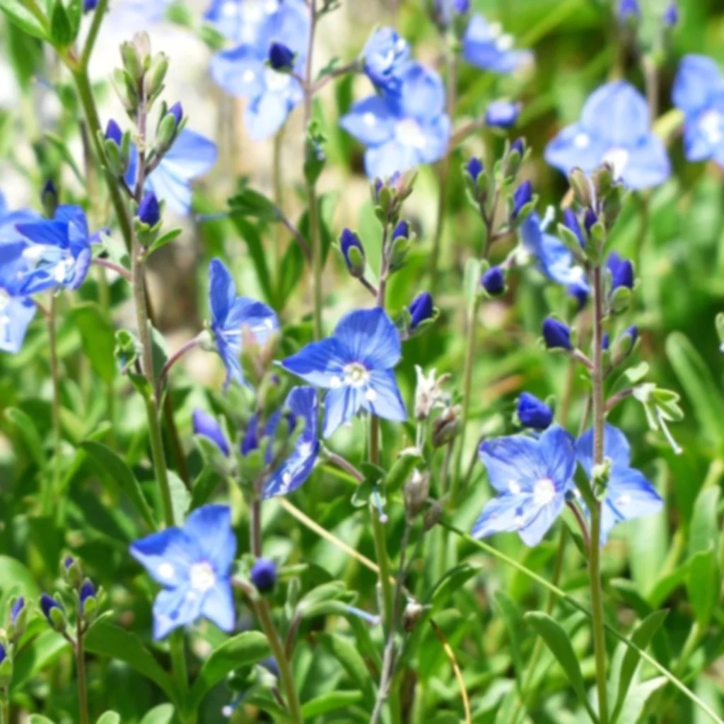 rock_speedwell_flower_blossom.jpg