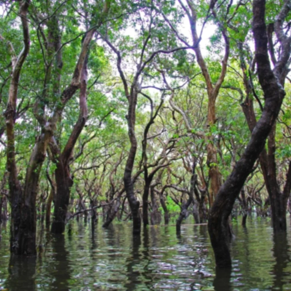 floating_forest_floating_forest_1.jpg