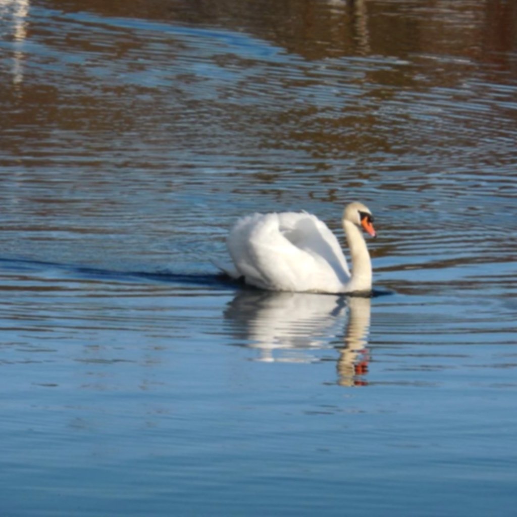 swan_elegance_lake_597214.jpg