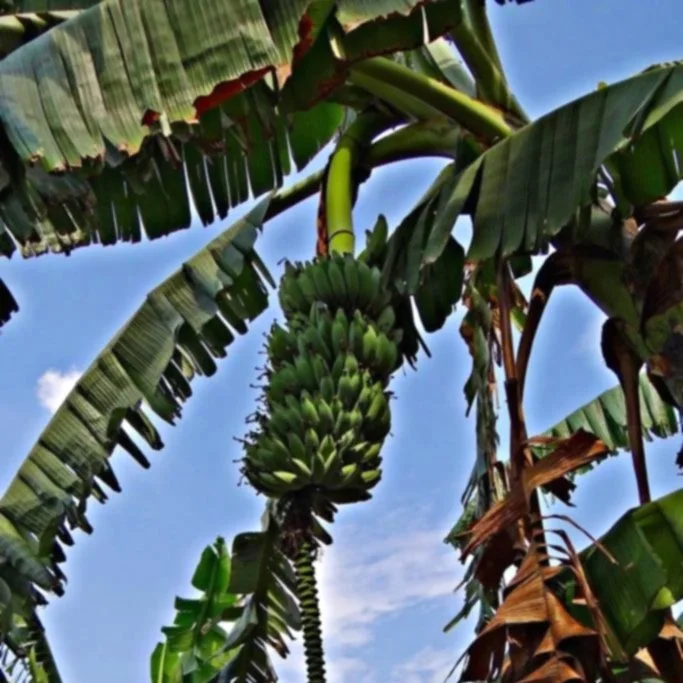 banana_flower_banana_flower.jpg