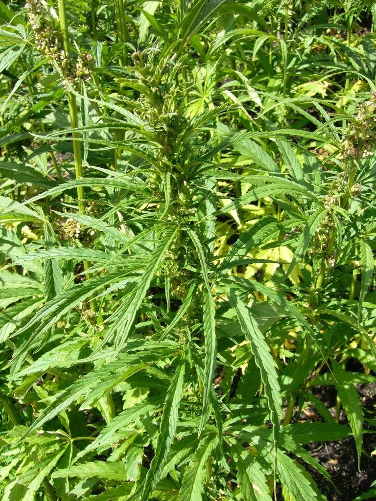 WIZ