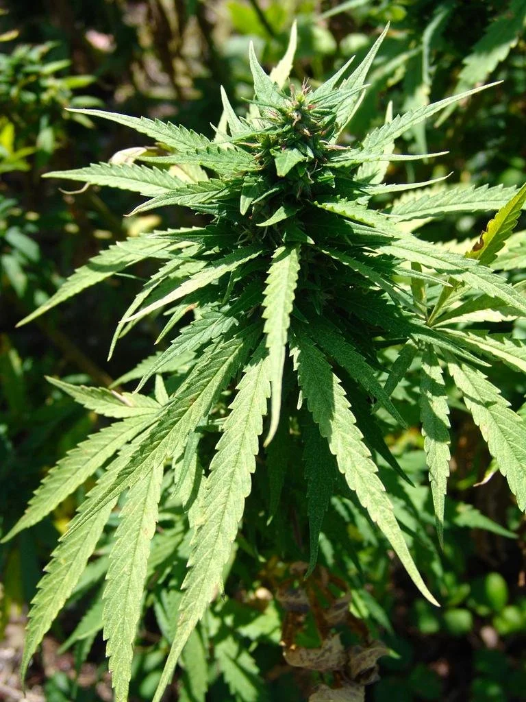MARY JANE