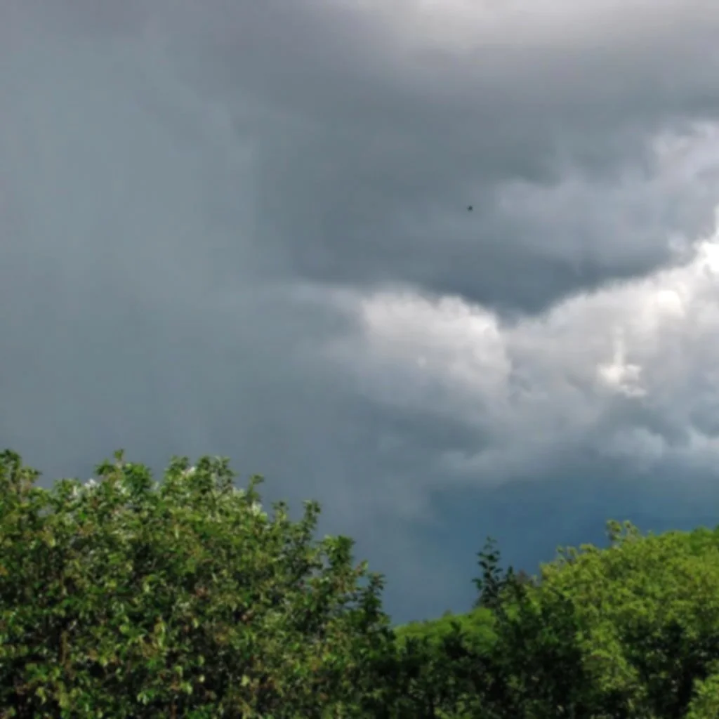 trees_cloudy_sky_day.jpg