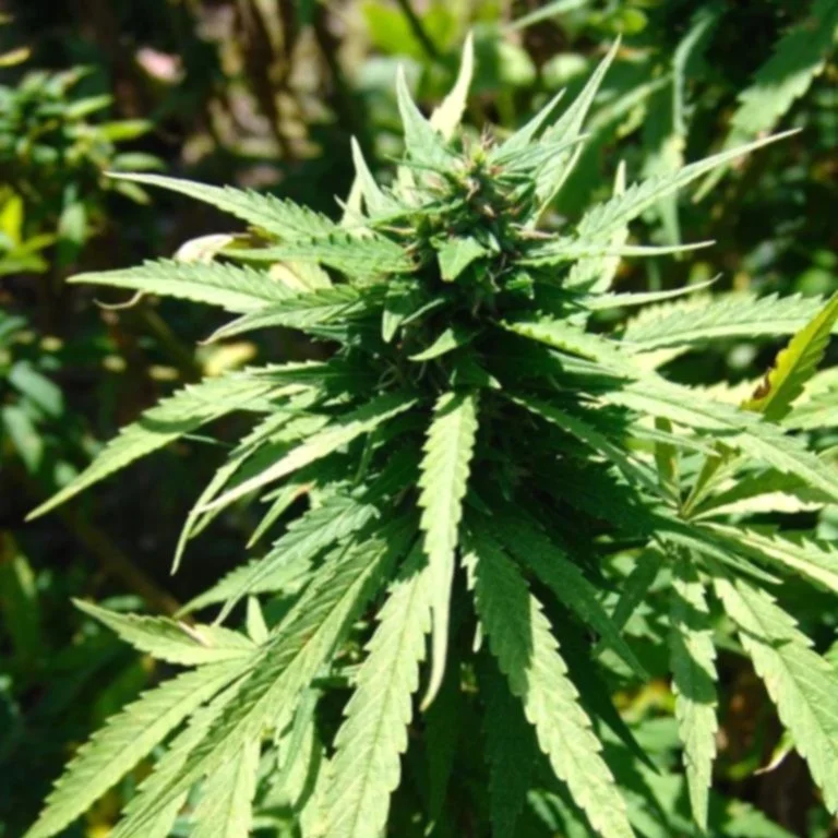 hashish_marijuana_drug_stuff.jpg