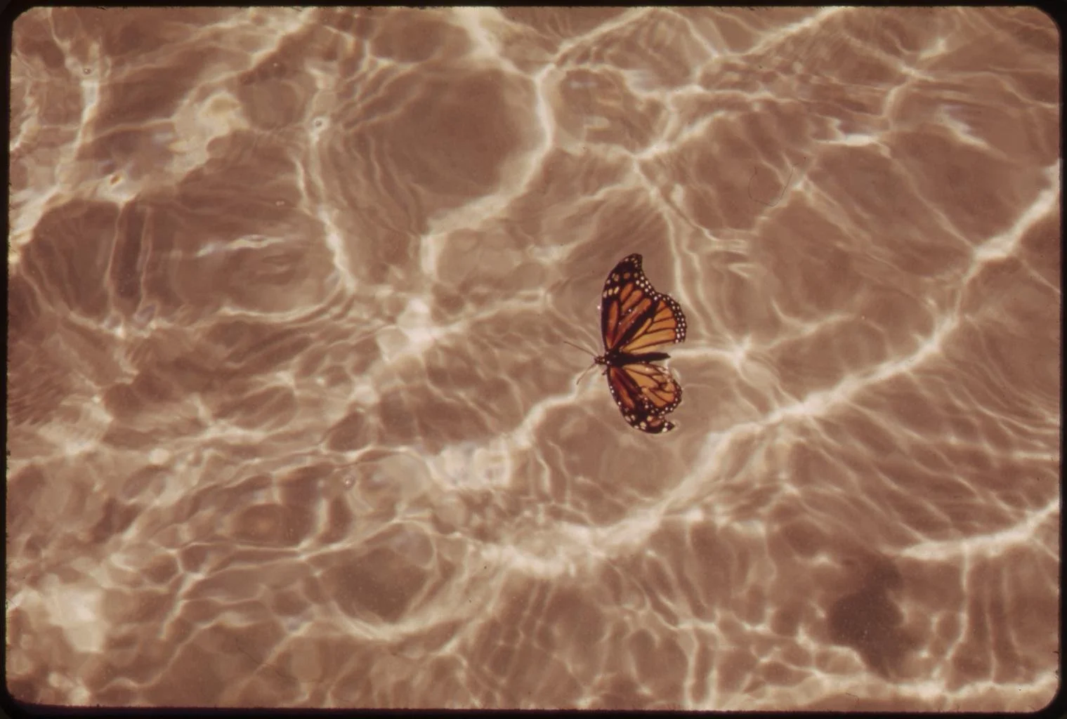 WINGS