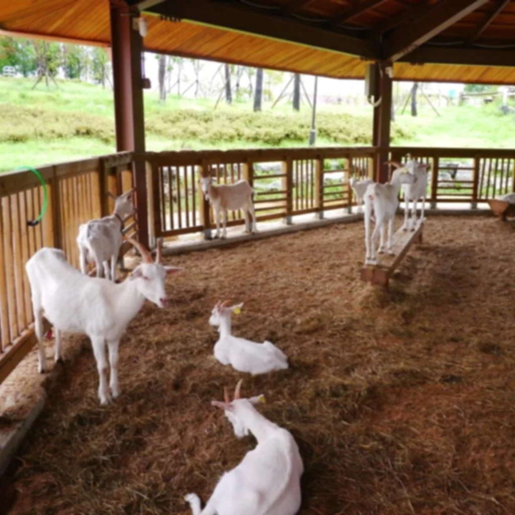 goat_animal_baby_goats.jpg