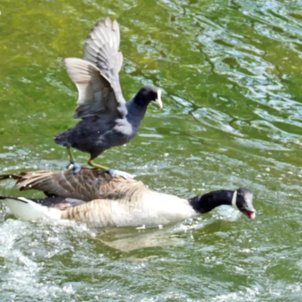 coots_love_to_surf.jpg