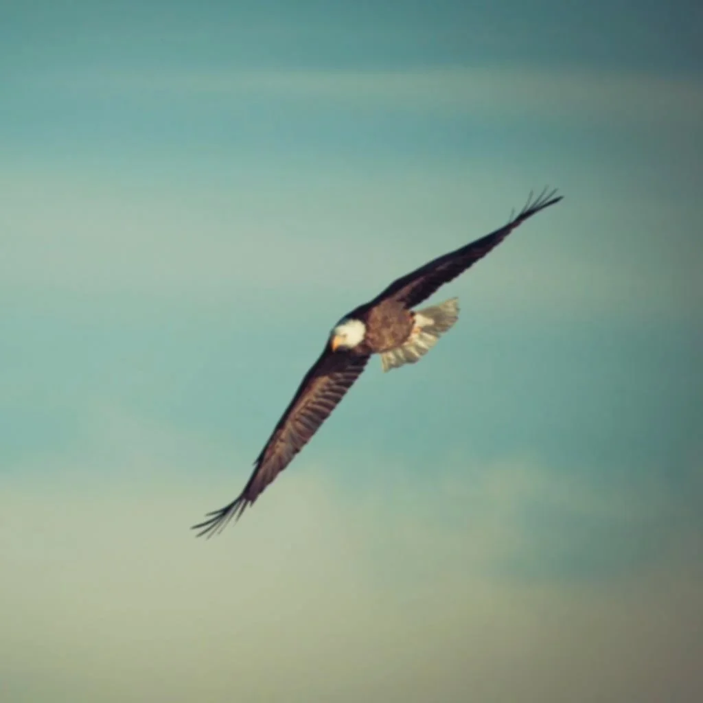 eagle_eagle_flying_soar.jpg