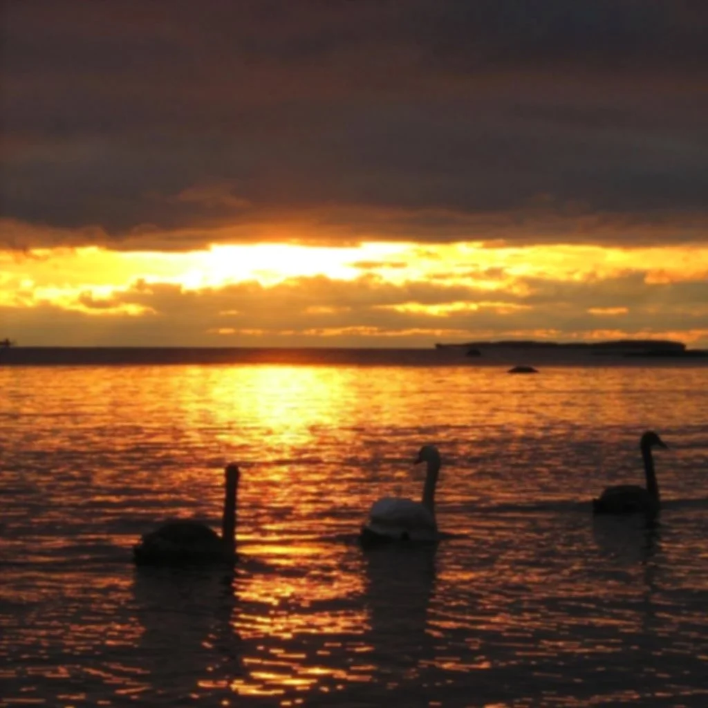 swans_sunset_swimming_mute.jpg
