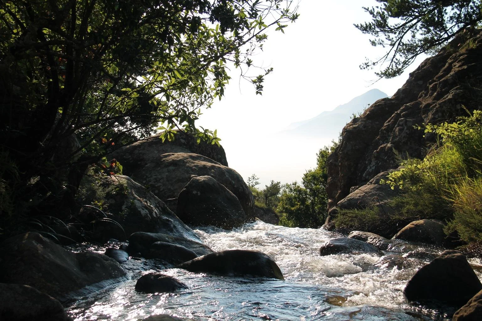 STREAM OF NATURE