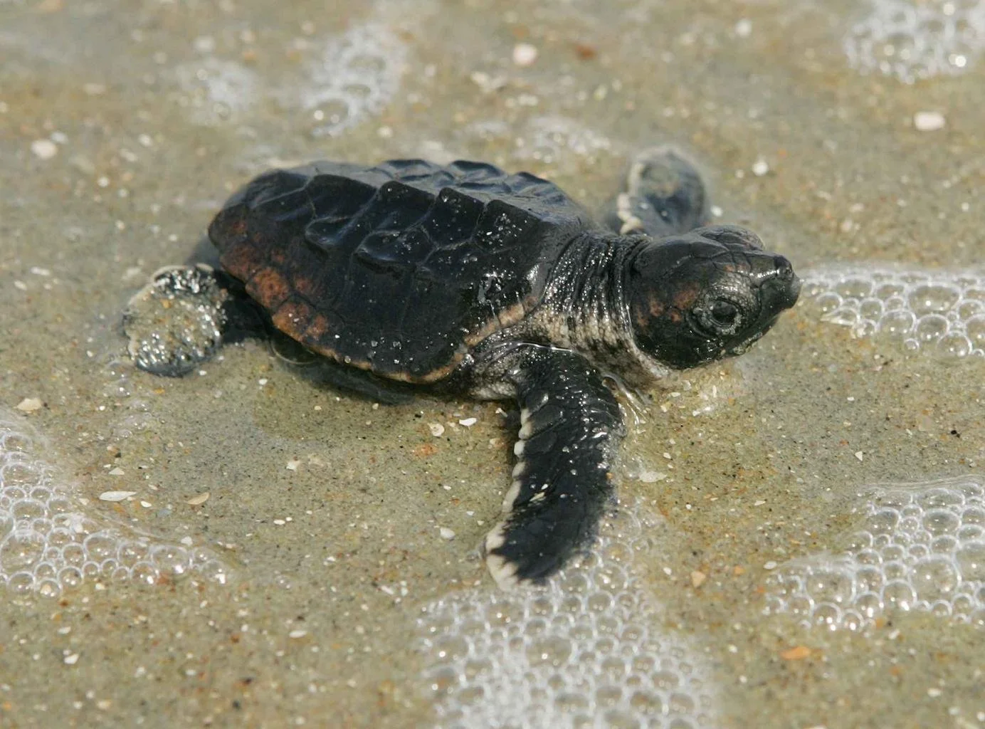 baby_loggerhead_turtle_detailed.jpg