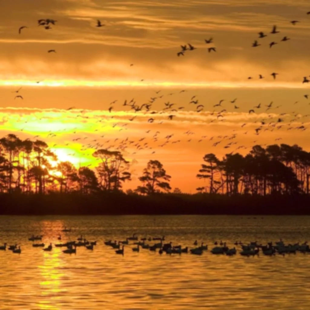 mixed_flock_ducks_geese.jpg