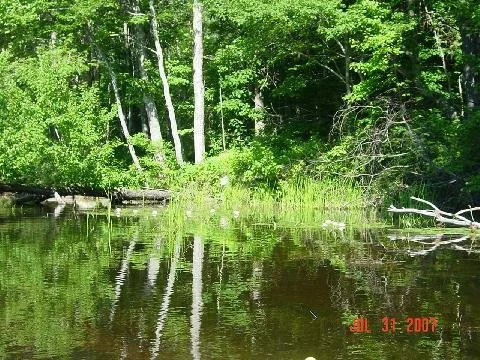 View of land and trees from the lake.