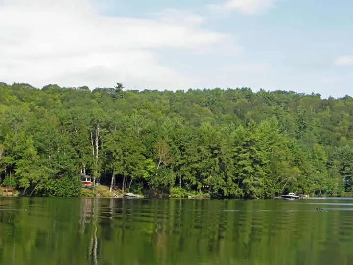 View of the shore from the lake.