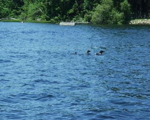 Loon family swimming in a row.