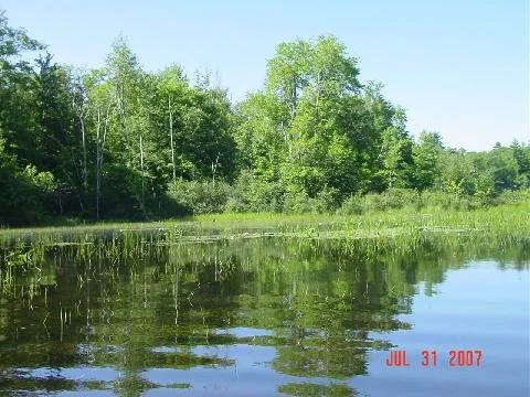Marsh land and trees.