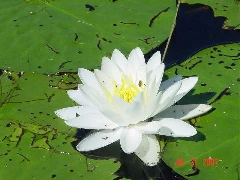 Water lilly.