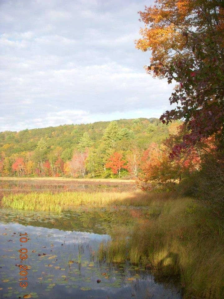 Fall color and marshland.