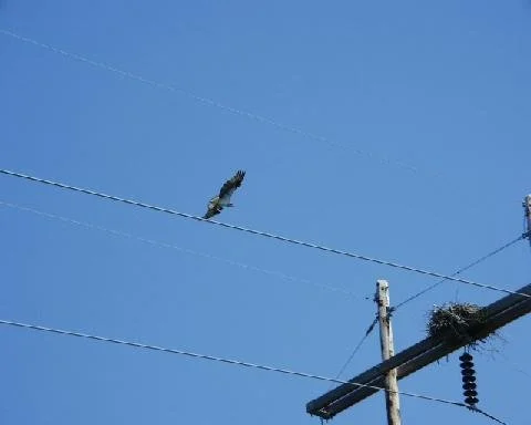 Osprey flying over power lines.