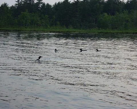Loons.