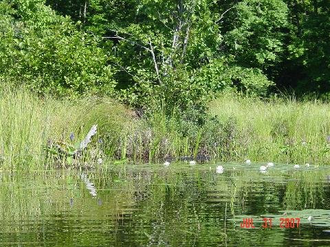 Marsh land and reeds.