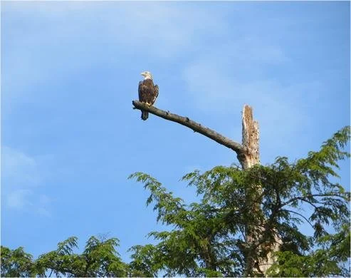 Bald eagle.