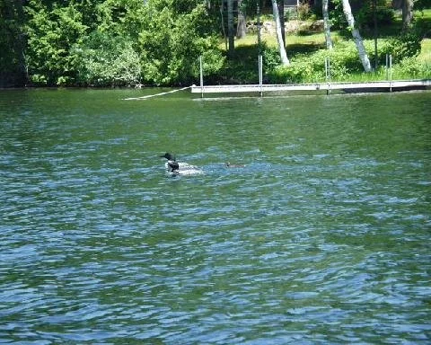 Loon parents and baby chick.