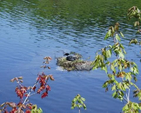 Loon nest.