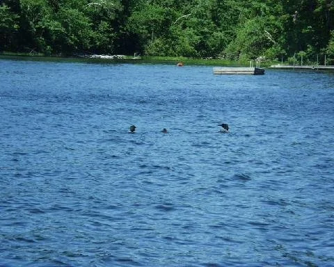 Loon family.