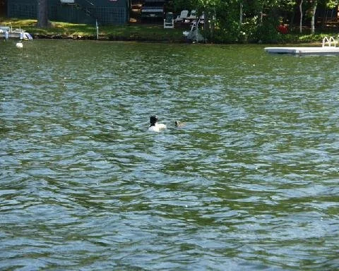 Loon and chick swimming in the lake.