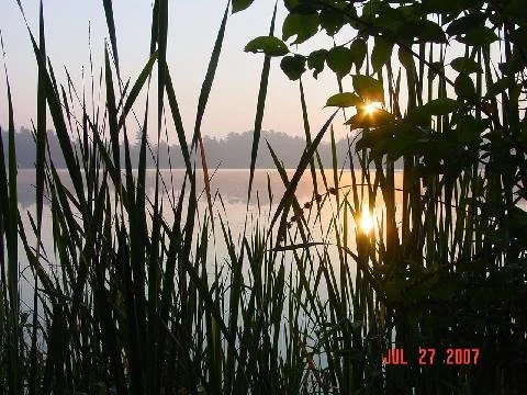 Lake grass.
