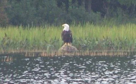 Bald eagle standing on a rock.