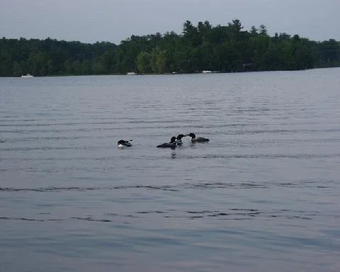 Ducks touching beaks.
