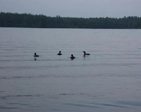 Ducks swimming in the lake.