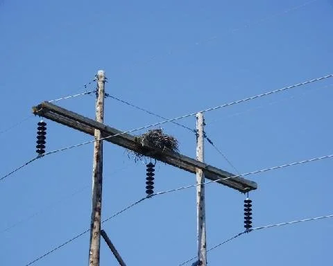 Osprey nest.