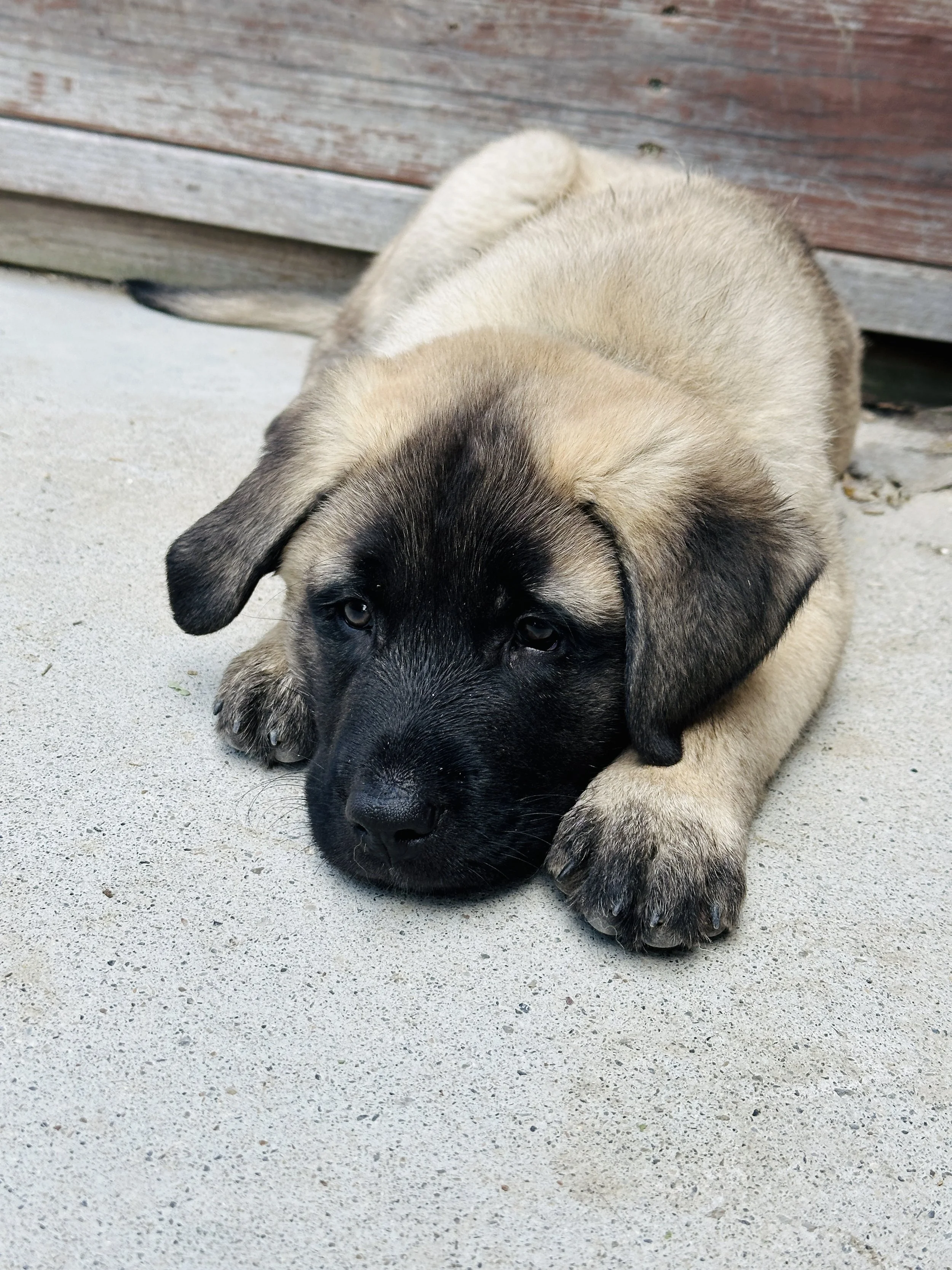 A cute puppy lies on a concrete surface with a wooden fence in the background.