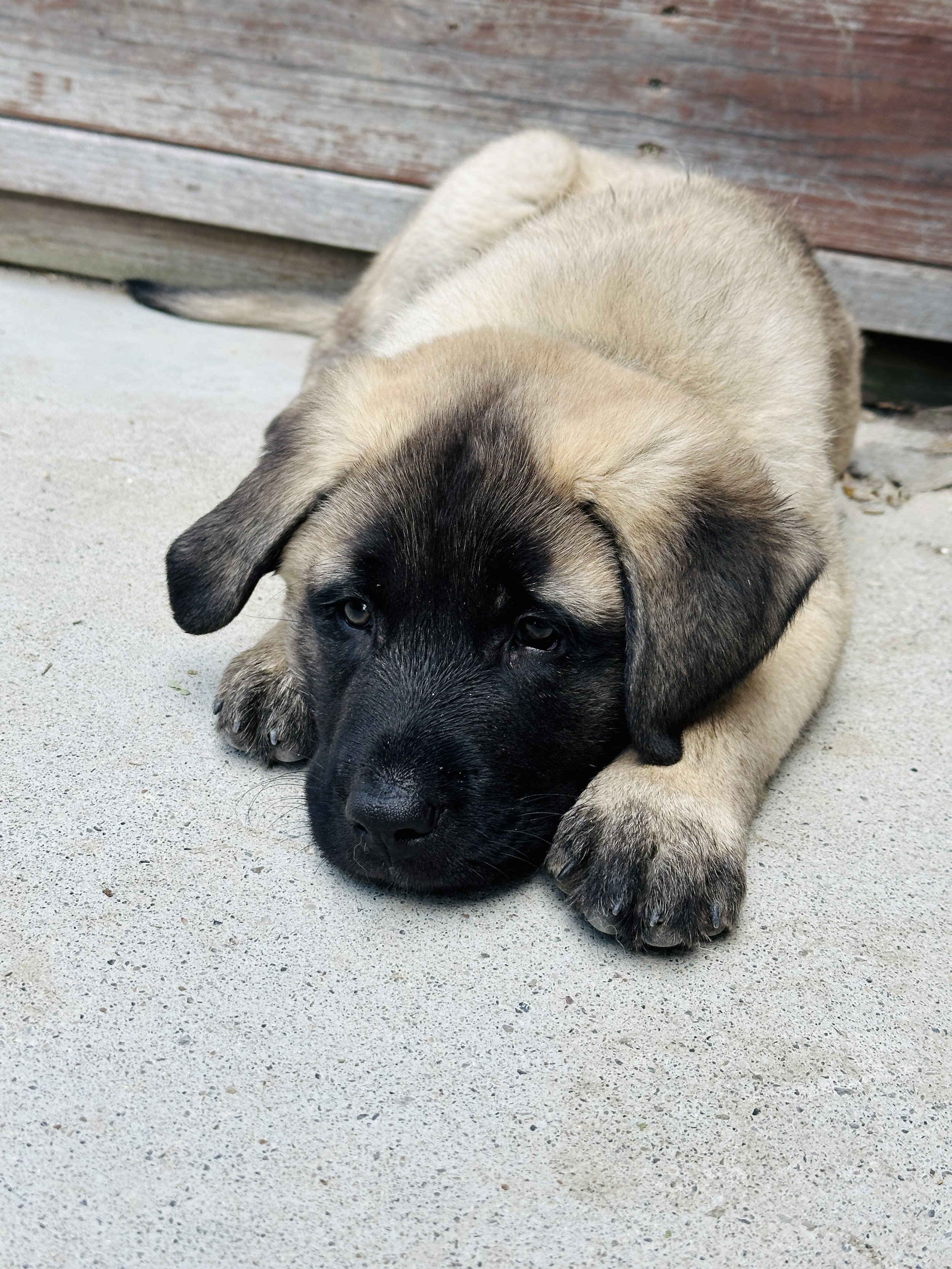 Male Anatolian Shepherd Puppy with black face markings and fawn colored fur resting on concrete