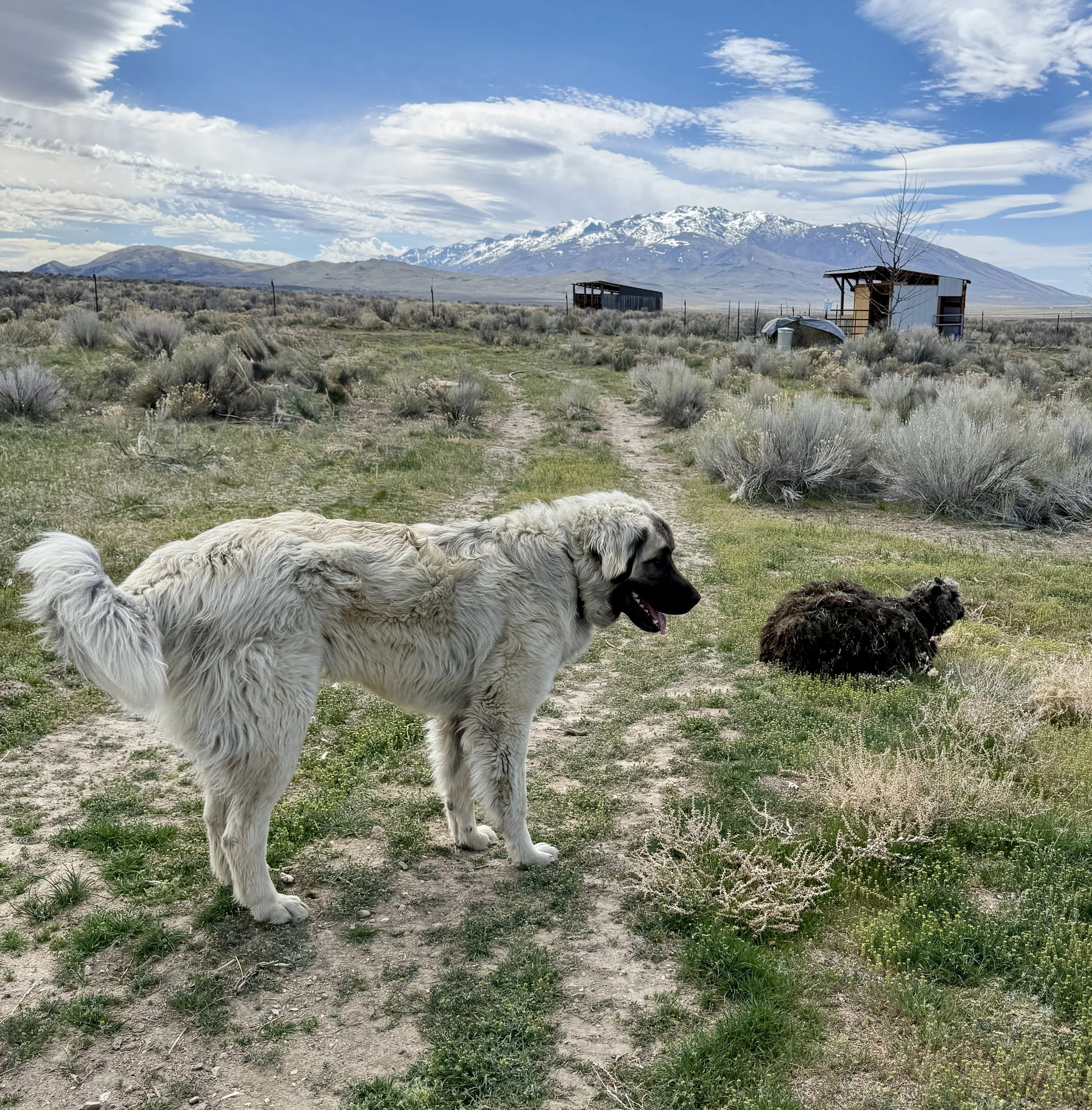 Dogs lying on grass in a rural area with mountains and a partly cloudy sky in the background.