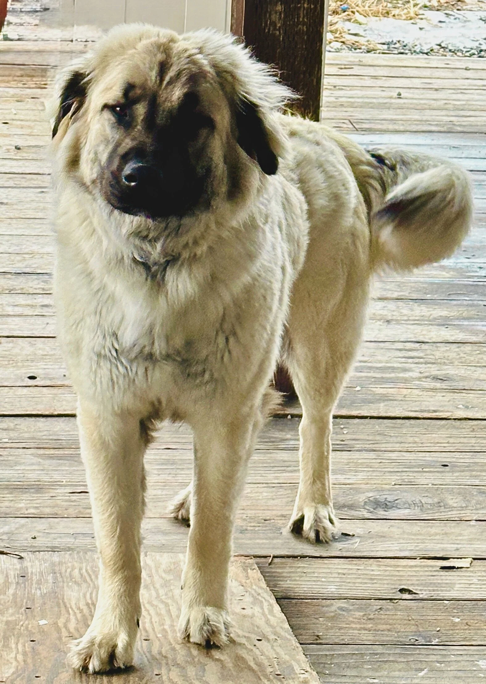 A large fluffy female dog standing on a wooden porch, with a black mask-like marking around its eyes and a light tan coat.