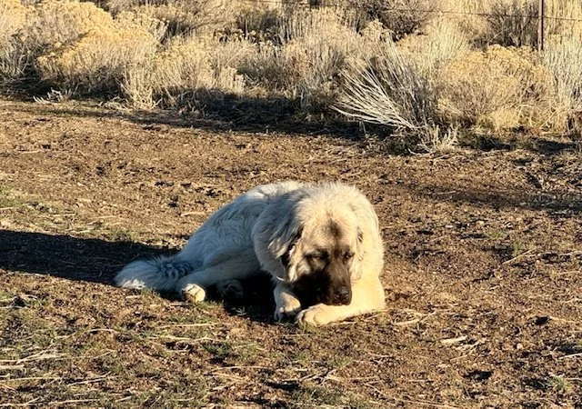 Athena Anatolians large, fluffy puppy lying on the ground in an arid, desert-like landscape with sparse bushes in the background.