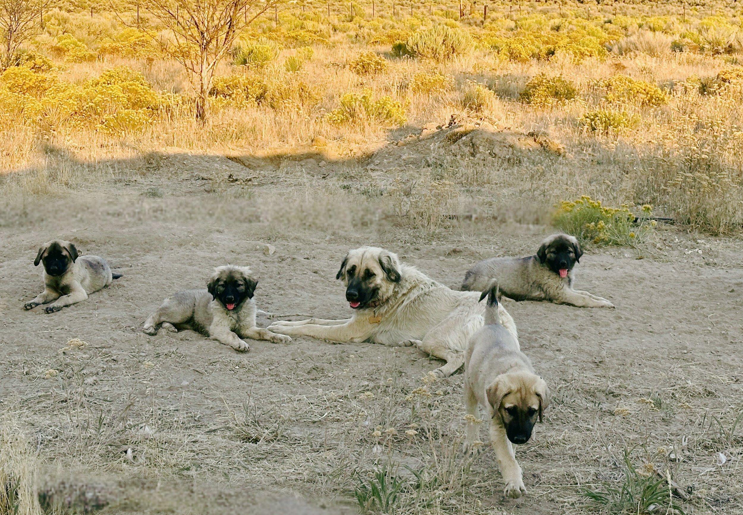 Group of Anatolian Shepherds and puppies lying and sitting on the dirt ground in an open field with tall yellow grass and bushes.