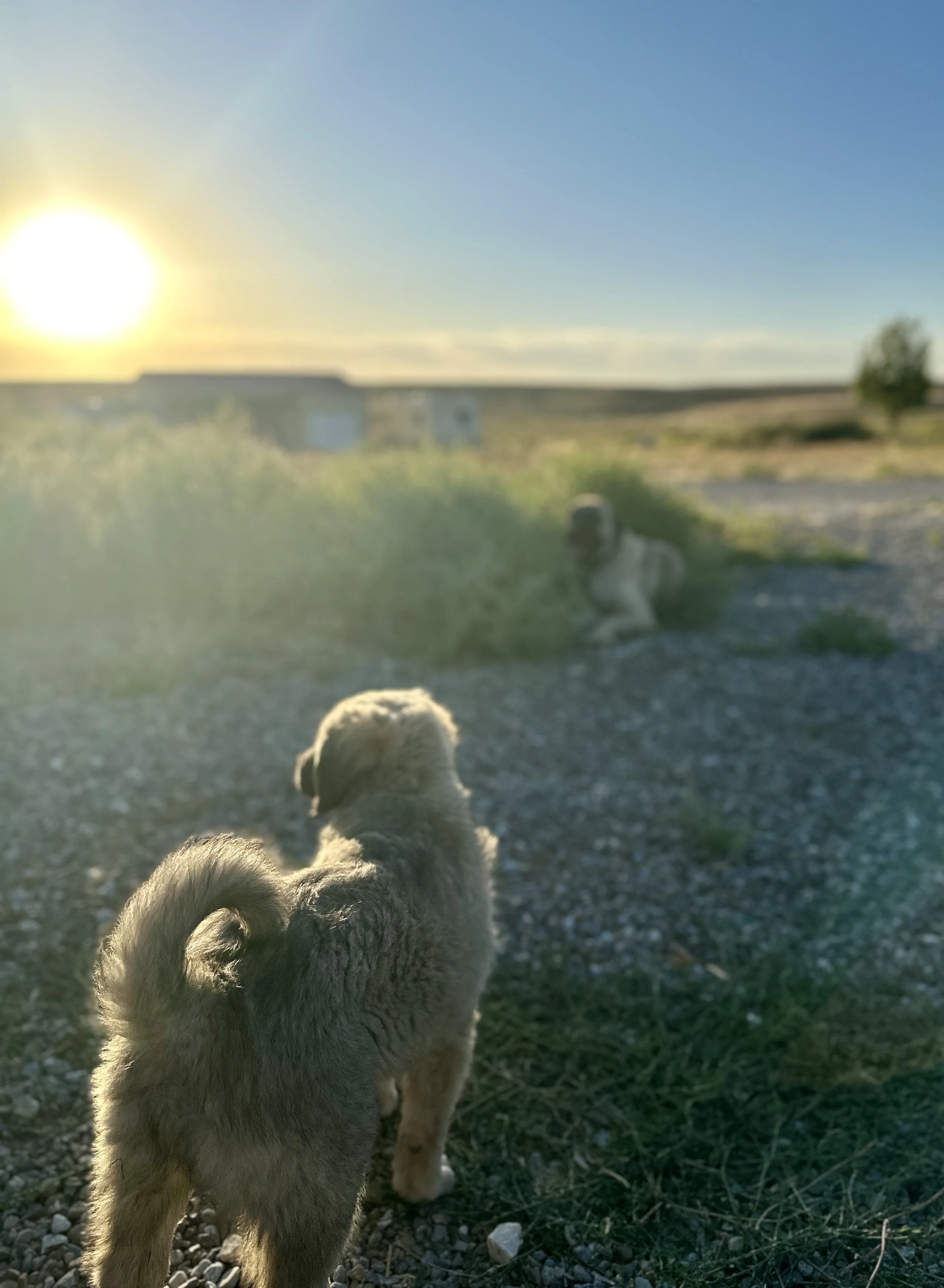 A puppy with fluffy, curly fur standing outdoors on a gravel path during sunset, with a vast landscape and a blue sky in the background, and a distant tree on the right side.