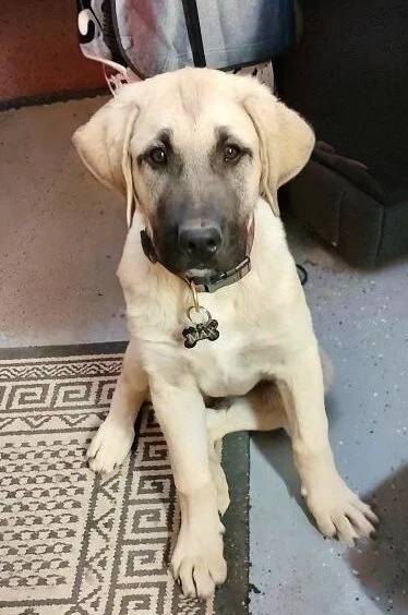 A young male Anatolian Shepherd dog with light-colored fur, dark eyes, and floppy ears sitting on a patterned rug indoors.