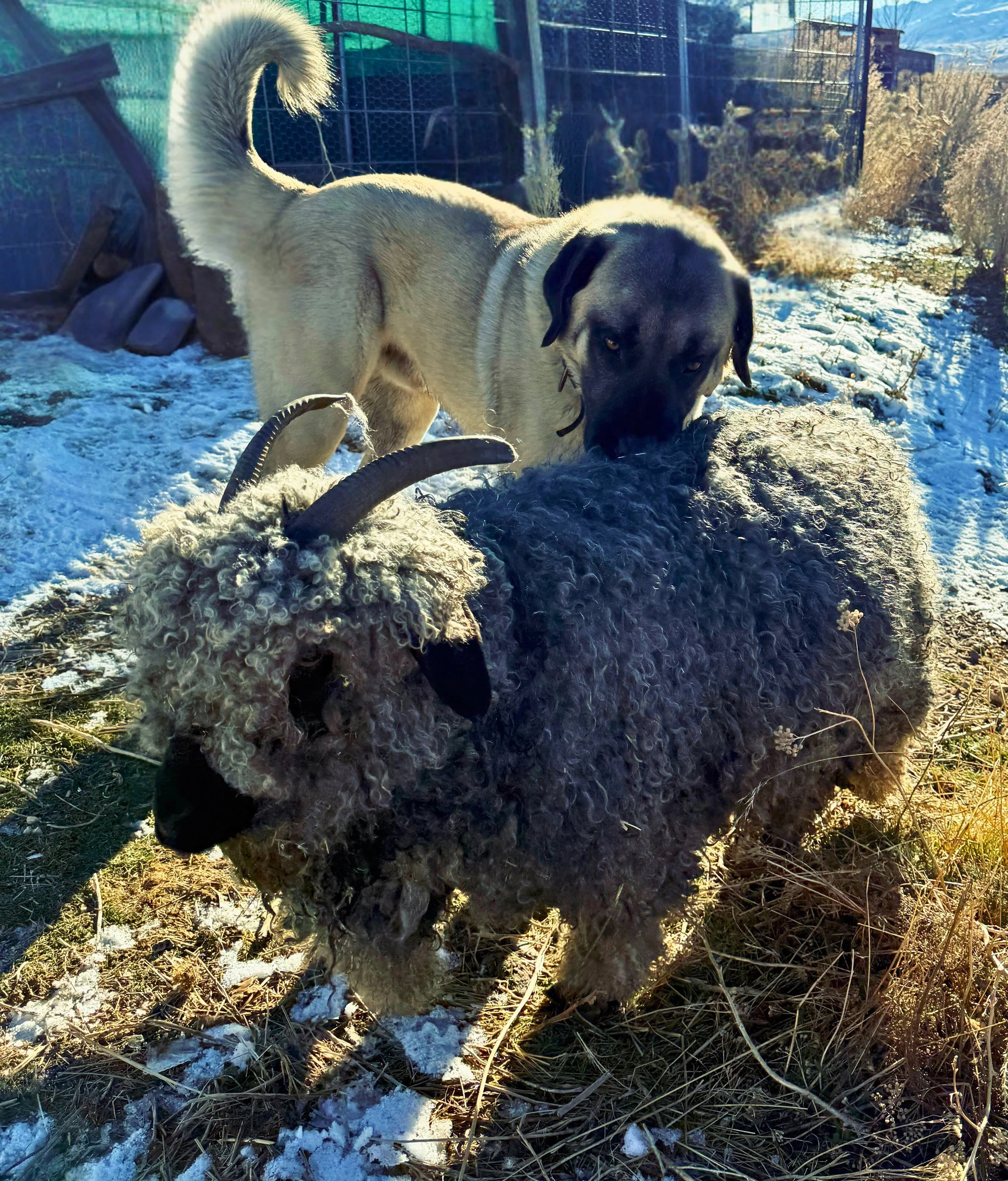 A large male Anatolian Shepherd dog with tan and black fur and a curled tail in a snowy outdoor enclosure, interacting with a black Angora goat.