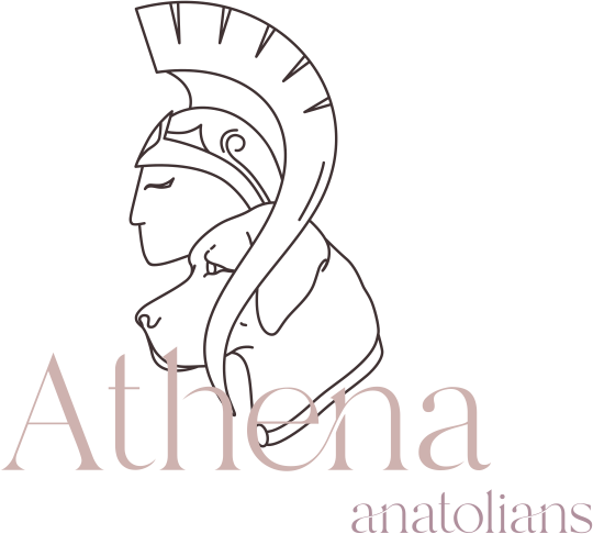 Stylized logo featuring a side profile of Athena wearing a helmet, with the words 'Athena Anatolians' beneath.