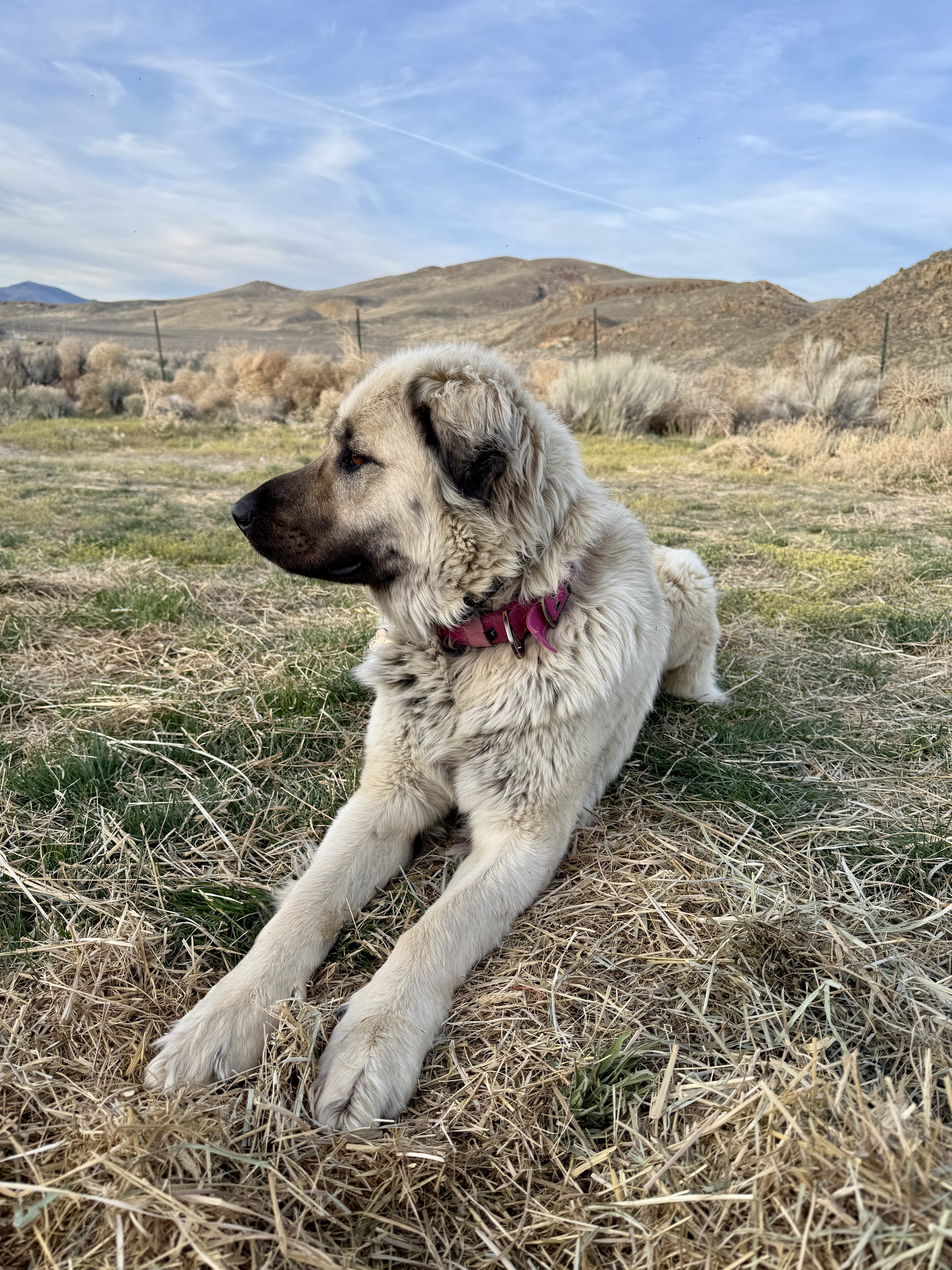 A fluffy light-colored female Anatolian Shepherd dog with a pink collar lying on dry grass in an open field with hills and a blue sky in the background.
