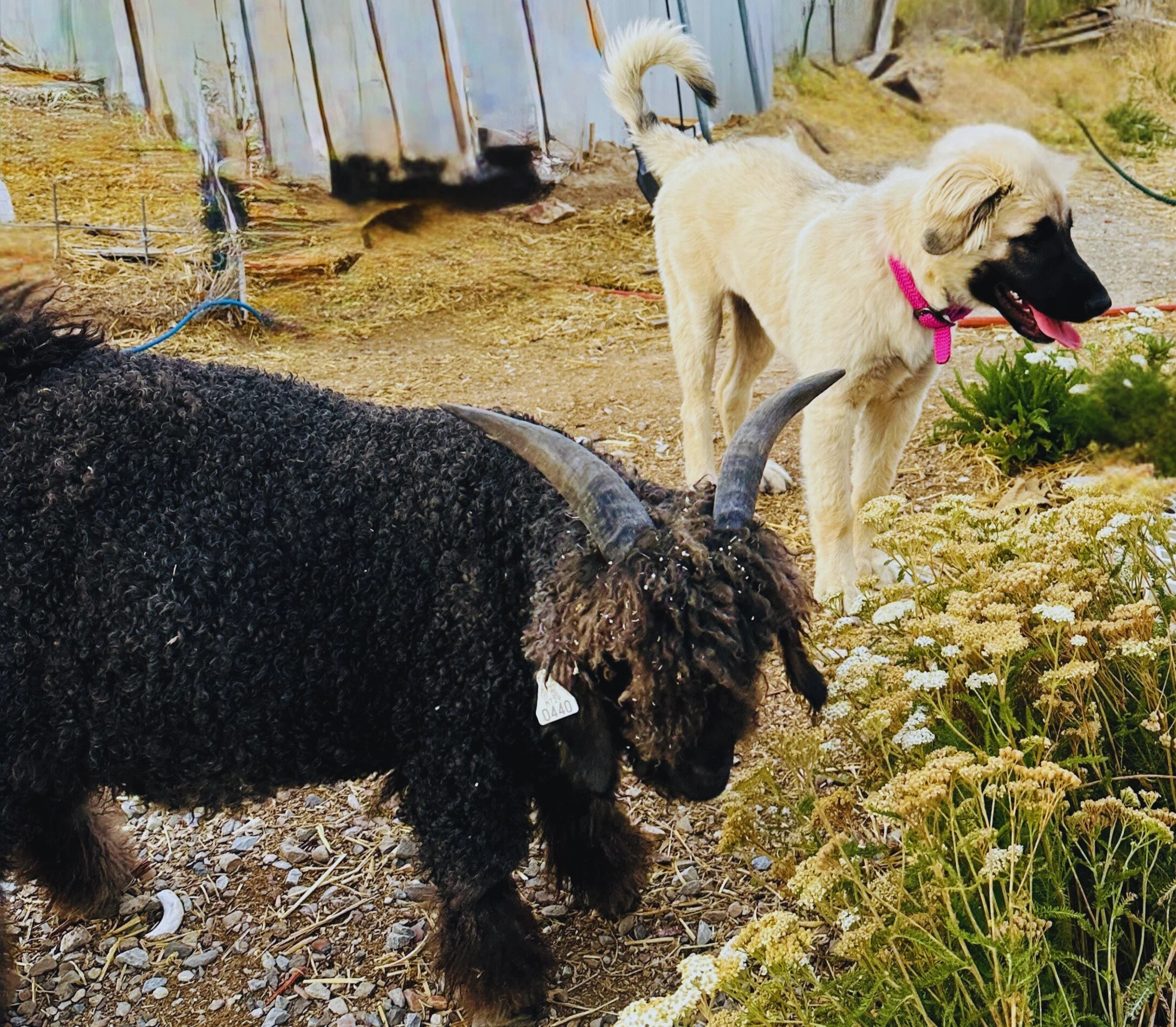 A light-colored dog with a pink collar standing outdoors next to a black curly-haired Angoara goat with yellow flowers nearby and a rustic fence in the background.