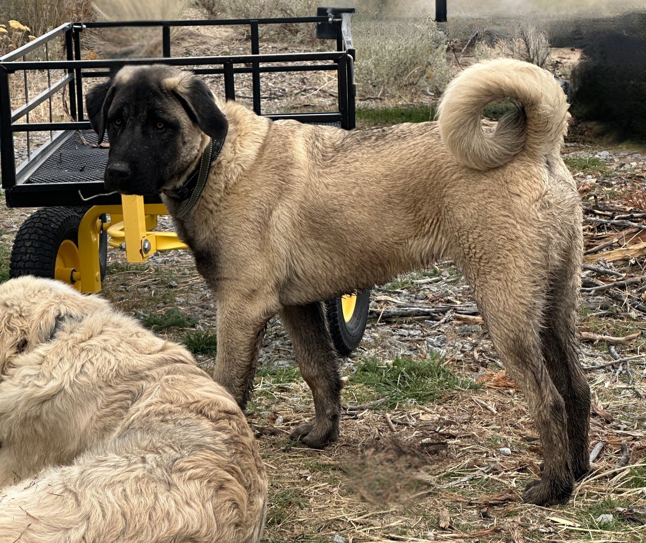 An Anatolian Shepherd puppy dog with a dark face and tan body standing in a field next to a trailer with another dog lying on the ground nearby.